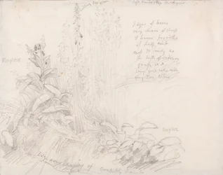 キツネノテブクロ